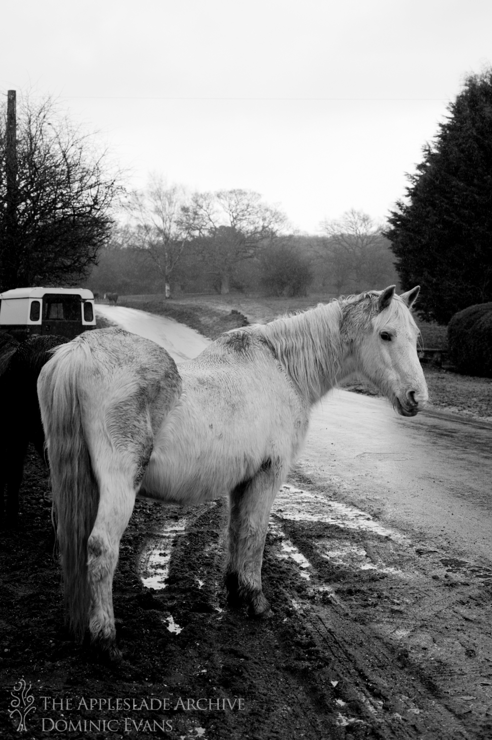 A New Forest Pony, Linwood, New Forest, Hampshire, 18th March 2013