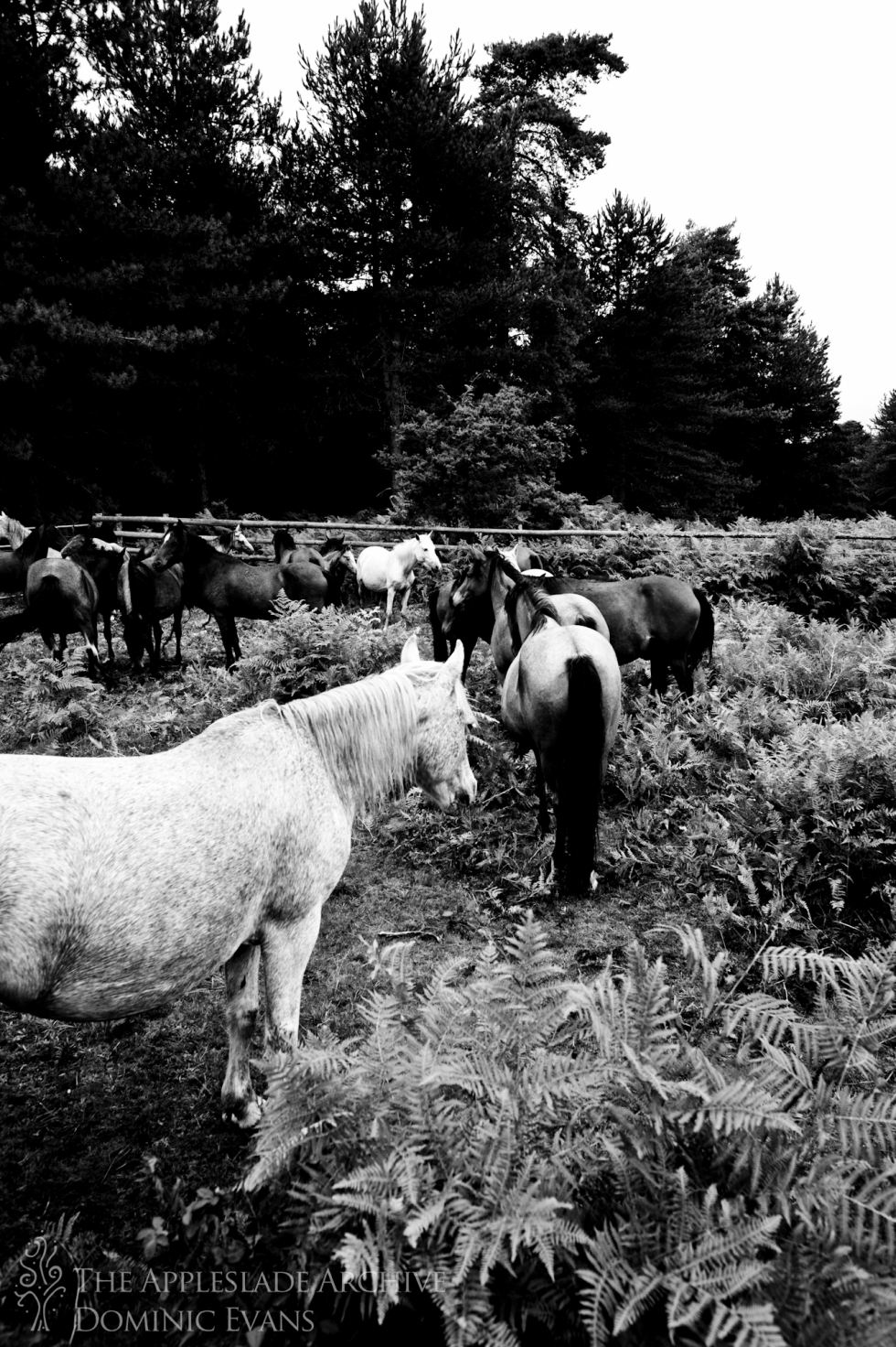 Ponies in the pen waiting to be checked, Slufters Drift, Slufters Wood, New Forest, Hampshire, 13th Sept 2013