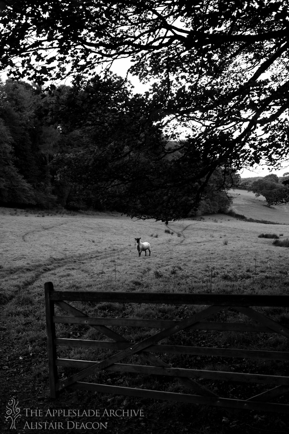 A sheep in a field, Nr. Blisland, Bodmin, Cornwall, 12th Oct 2013